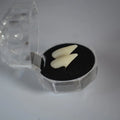 Vampire Fang Dentures & Halloween Costume Props